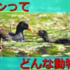 【鳥】バンの生態・豆知識７選！鳴き声や名前の由来など徹底解説！